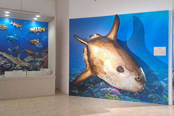 musee_1